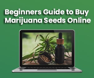 Beginners Guide to Buy Marijuana Seeds Online