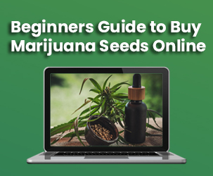 Beginners Guide to Buy Marijuana Seeds Online