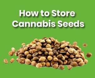 How to Store Cannabis Seeds