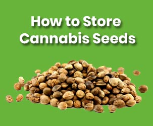 How to Store Cannabis Seeds