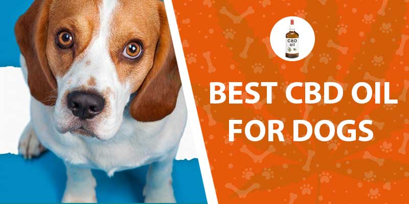 Best CBD Oils for Dogs