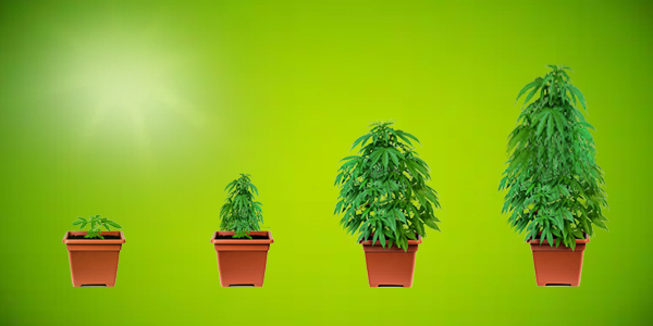 How to Grow a Marijuana Plant at home
