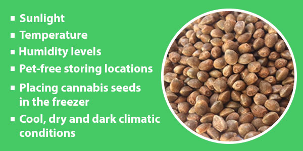 Cannabis Seeds Storage Conditions