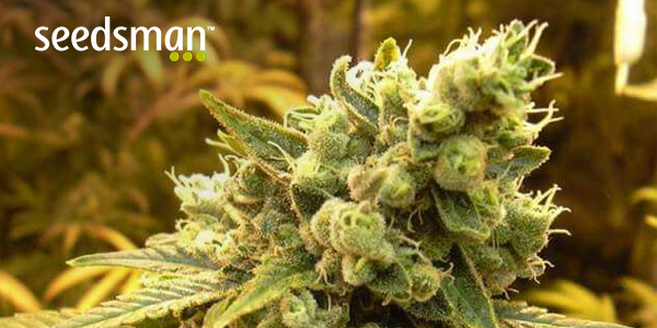 seedsman